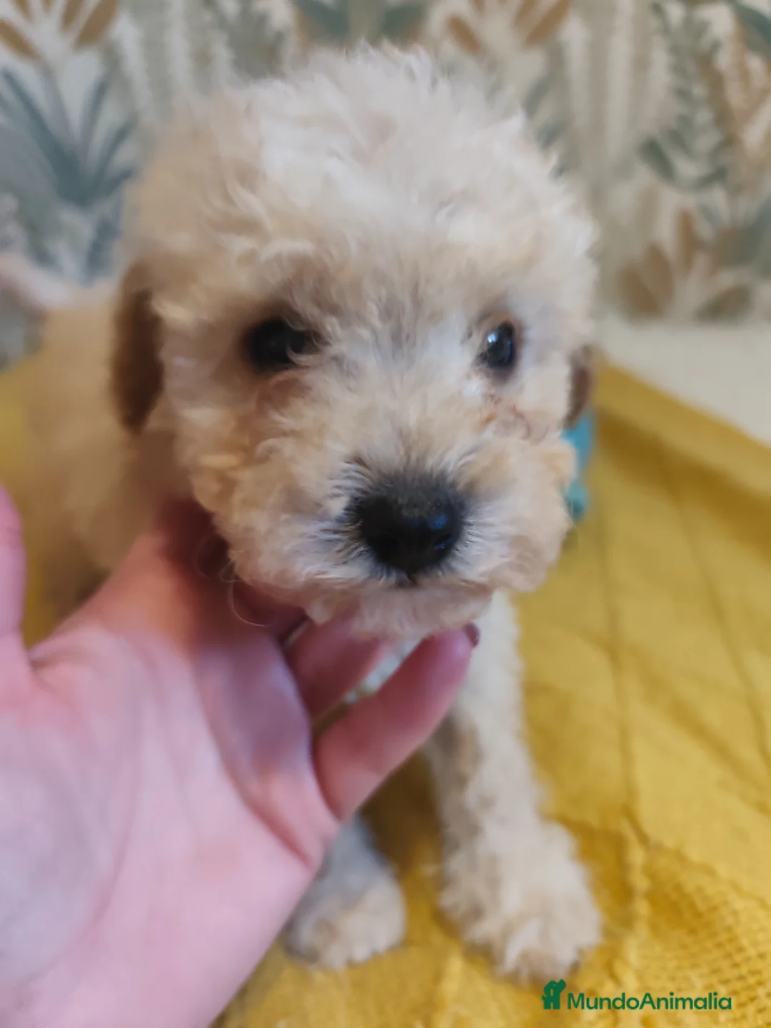 Caniche Toy perros en venta: Espectaculares Toy chiquitos para entregar en Barcelona - Anuncio 6