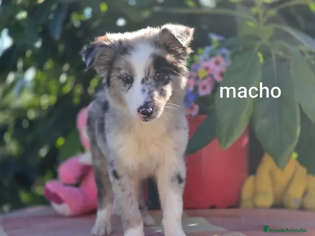 Border Collie perros en venta: Border collie listos para entregar - Anuncio 4