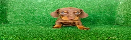 Teckel Miniatura perros en venta: teckel miatura - Anuncio 4