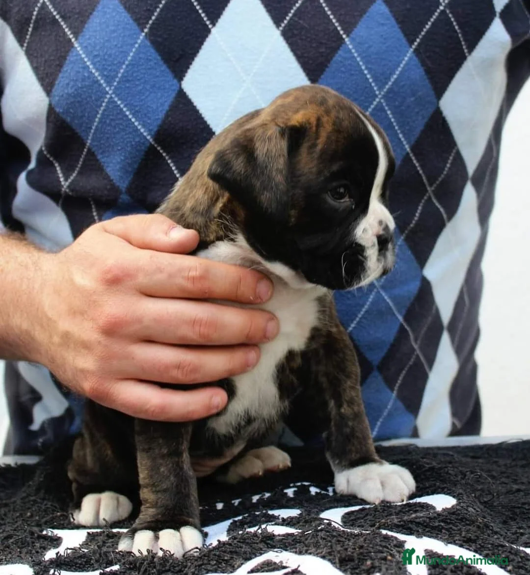 Boxer perros en venta: Cachorros boxer - Anuncio 3