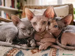 Sphynx gatos sphynx - Anuncio 3