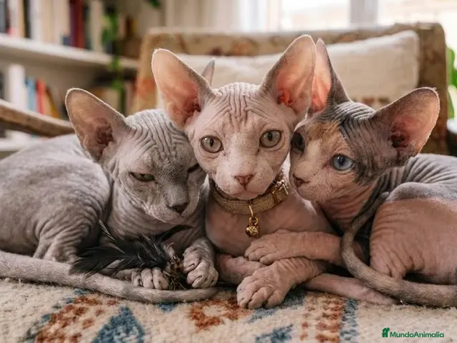 Sphynx gatos sphynx - Anuncio 27