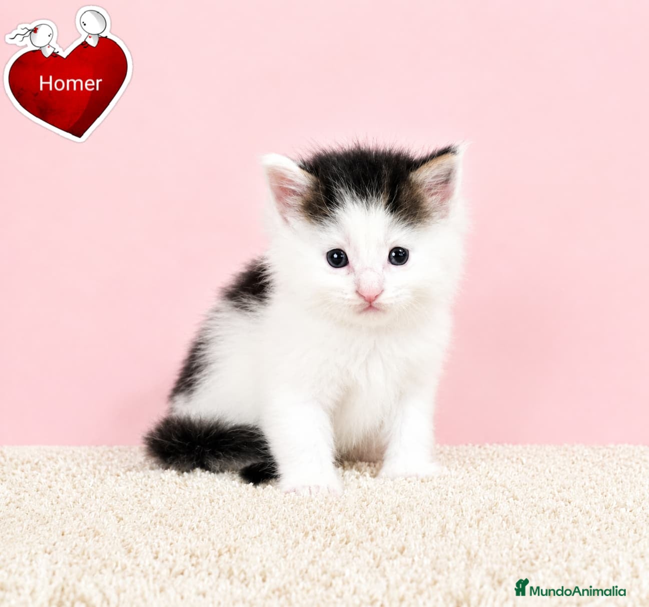 Maine Coon gatos Camada de gatitos maine coon - Anuncio 5