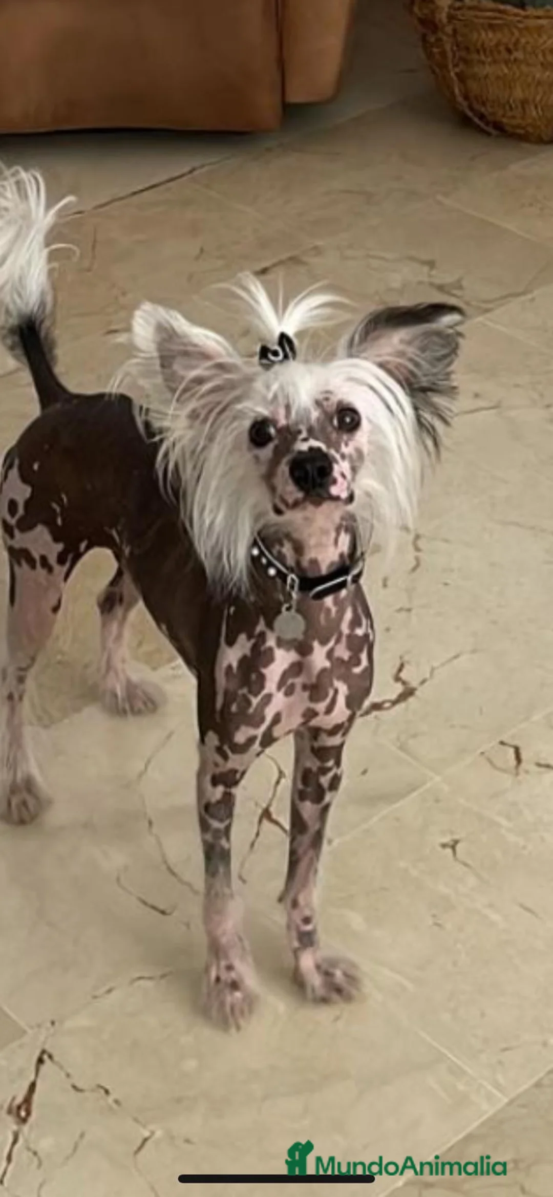 Perro Crestado Chino perros en venta: Crestados Chinos - Anuncio 9