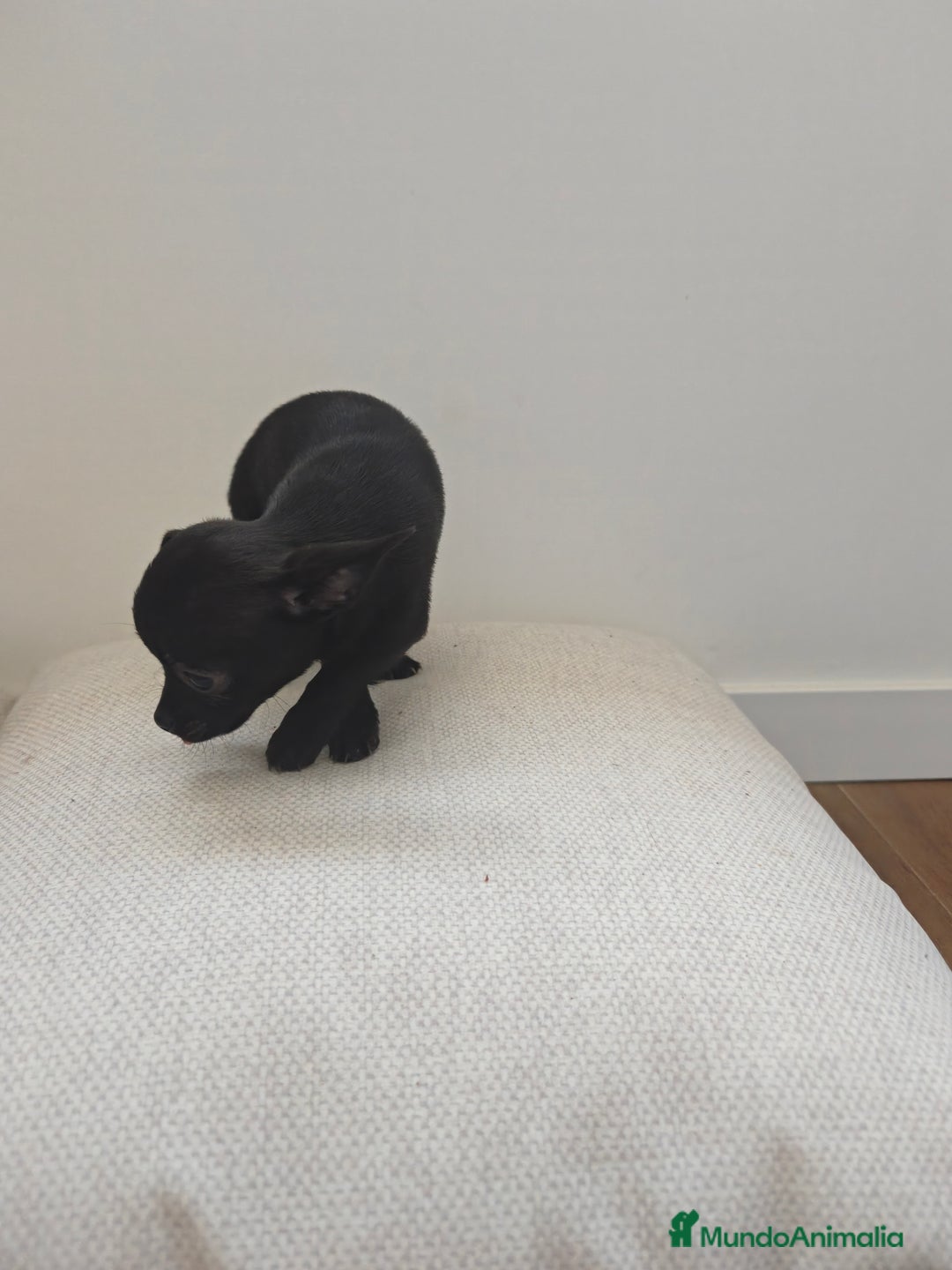 Chihuahua perros en venta: Chihuahua  - Imagen 1
