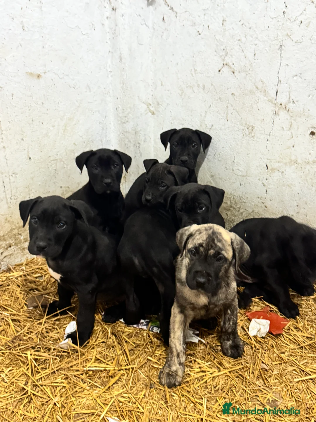 Presa Canario perros en venta: Camada de presa dogo canario  - Anuncio 8