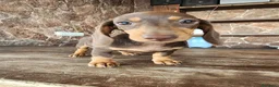 Teckel perros en venta: Camada teckel chocolate - Anuncio 11