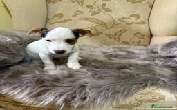 Jack Russell Terrier perros en venta: Cachorros de Jack Russell  - Imagen 12