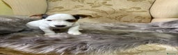 Jack Russell Terrier perros en venta: Cachorros de Jack Russell  - Anuncio 12