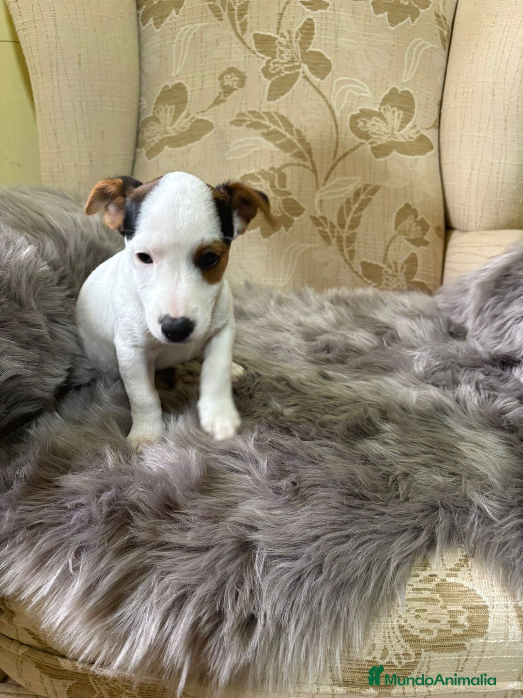 Jack Russell Terrier perros en venta: Cachorros de Jack Russell  - Imagen 12