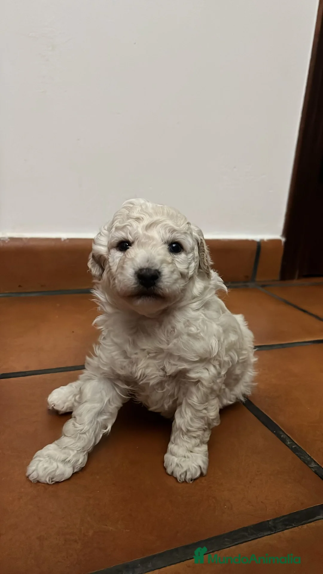 Caniche Enano perros en venta: CANICHES - Anuncio 13