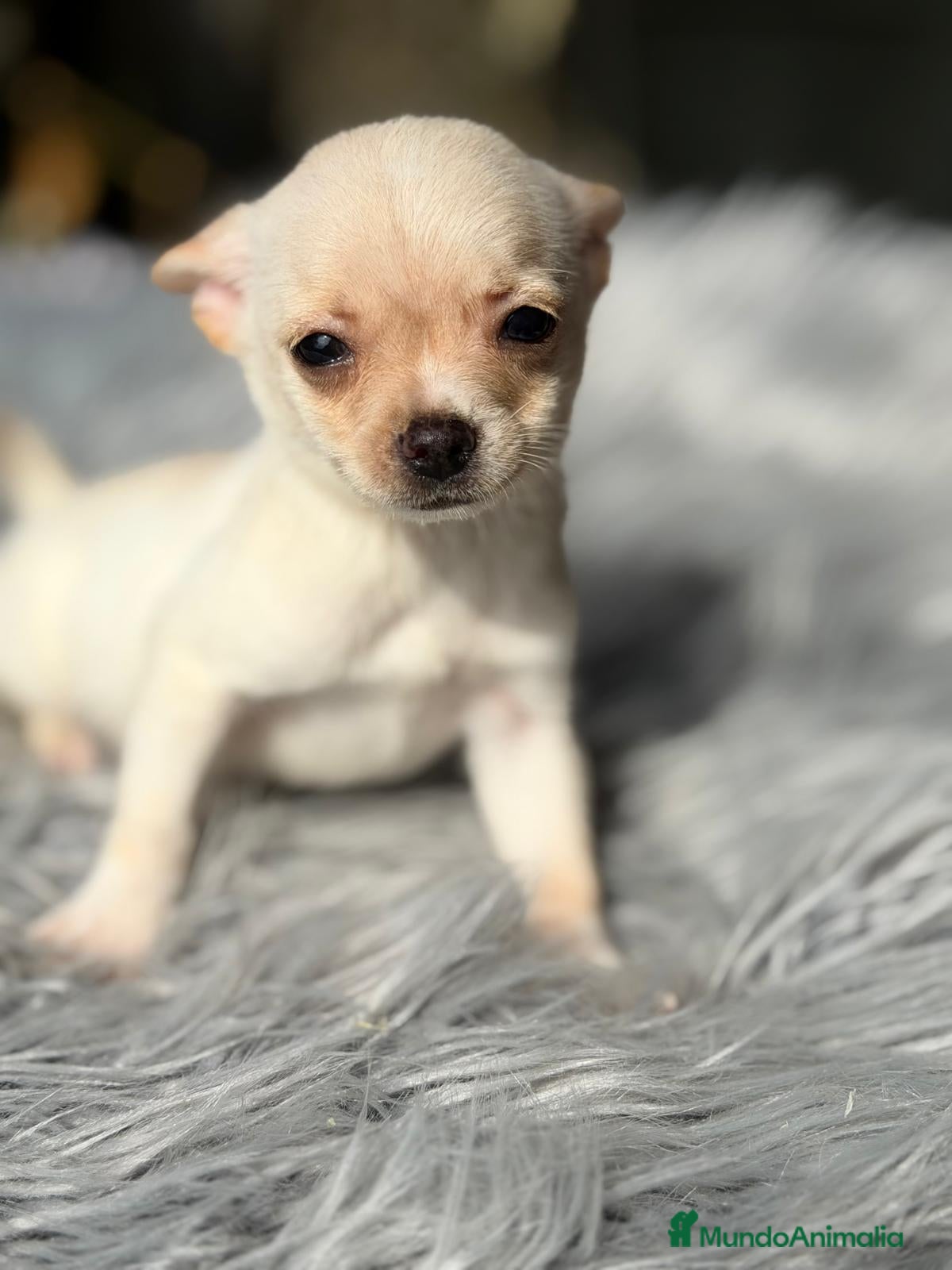 Chihuahua perros CAMADA CHIHUAHUA CREMA - Anuncio 1