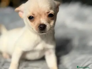 Chihuahua perros CAMADA CHIHUAHUA CREMA - Anuncio 3
