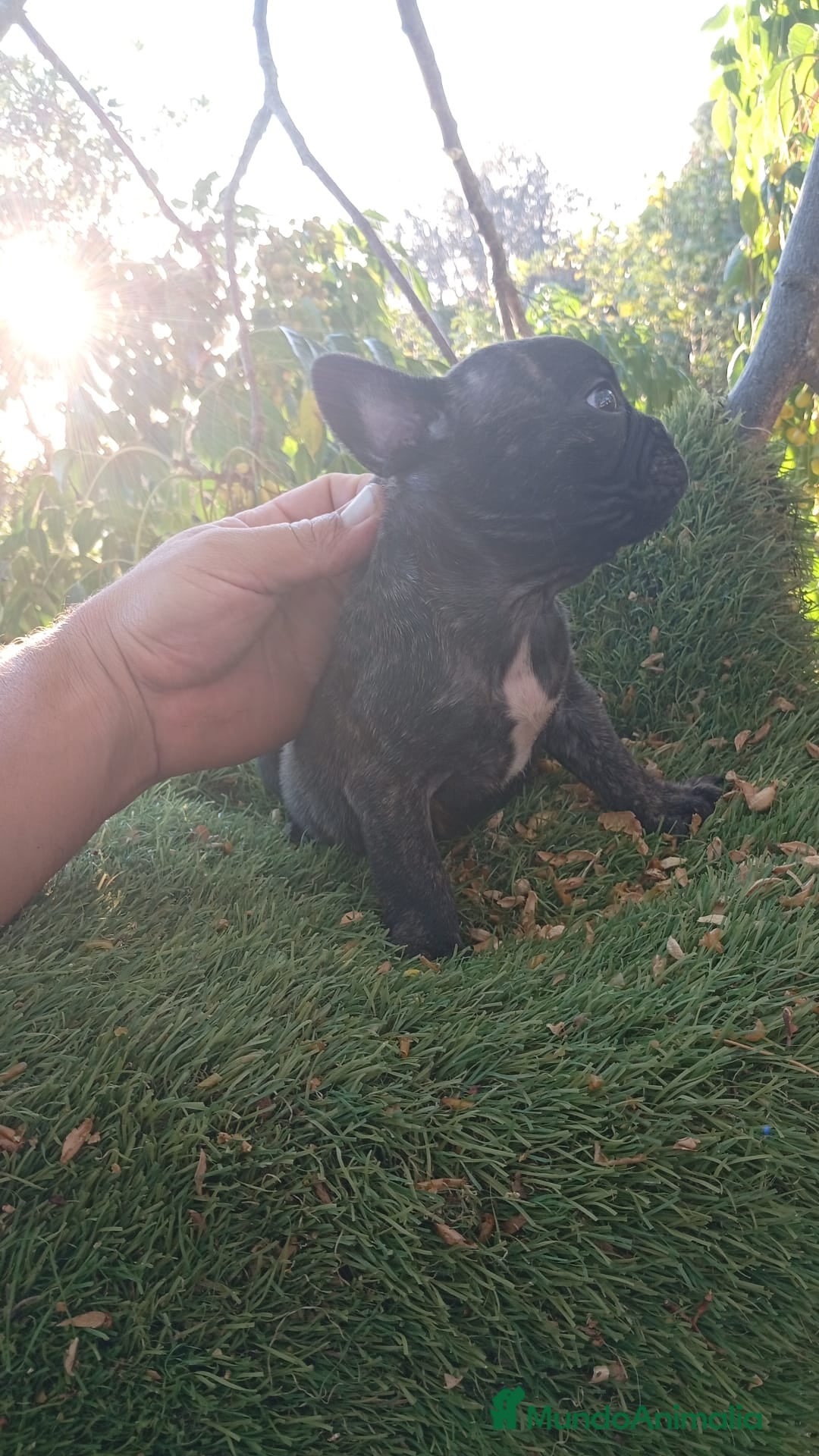 Bulldog Francés perros en venta: Bulldog francés  - Imagen 4