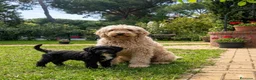 Goldendoodle perros en venta: Goldendoodle Multigeneracion - Anuncio 3