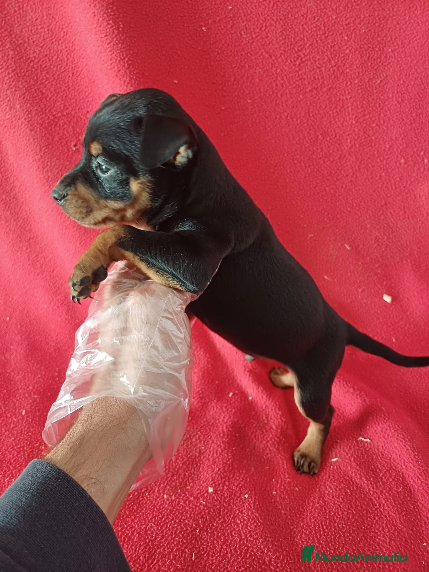 Pinscher Miniatura perros Pincher Mini - Anuncio 2