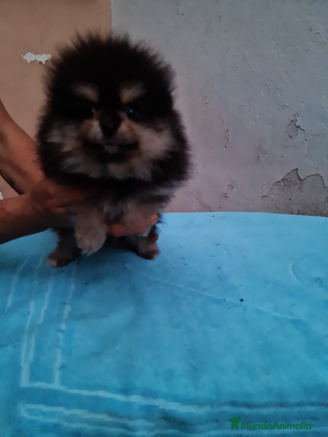 Pomerania perros en venta: Pomerania Toy línea ruso - Imagen 3