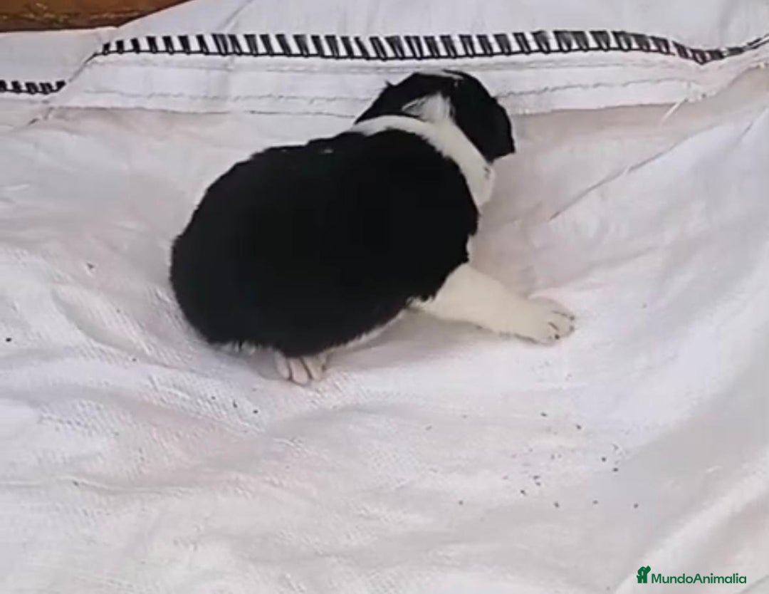 Border Collie perros en venta: Border collie  - Imagen 16