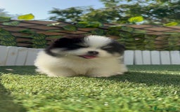 Pomerania perros en venta: POMERANIA HEMBRA - Imagen 3