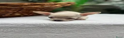 Chihuahua perros en venta: CHIHUAHUA-OJOS AZULES - Anuncio 12