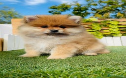 Pomerania perros en venta: POMERANIA MACHO - Imagen 13