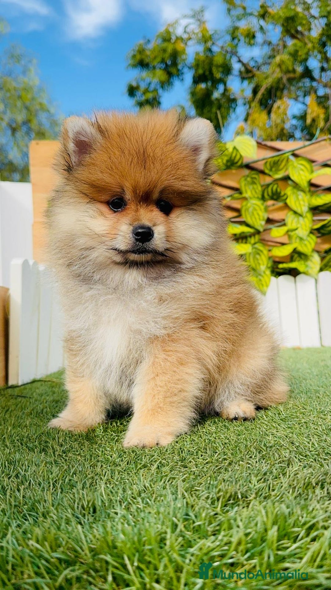 Pomerania perros en venta: POMERANIA MACHO - Imagen 13