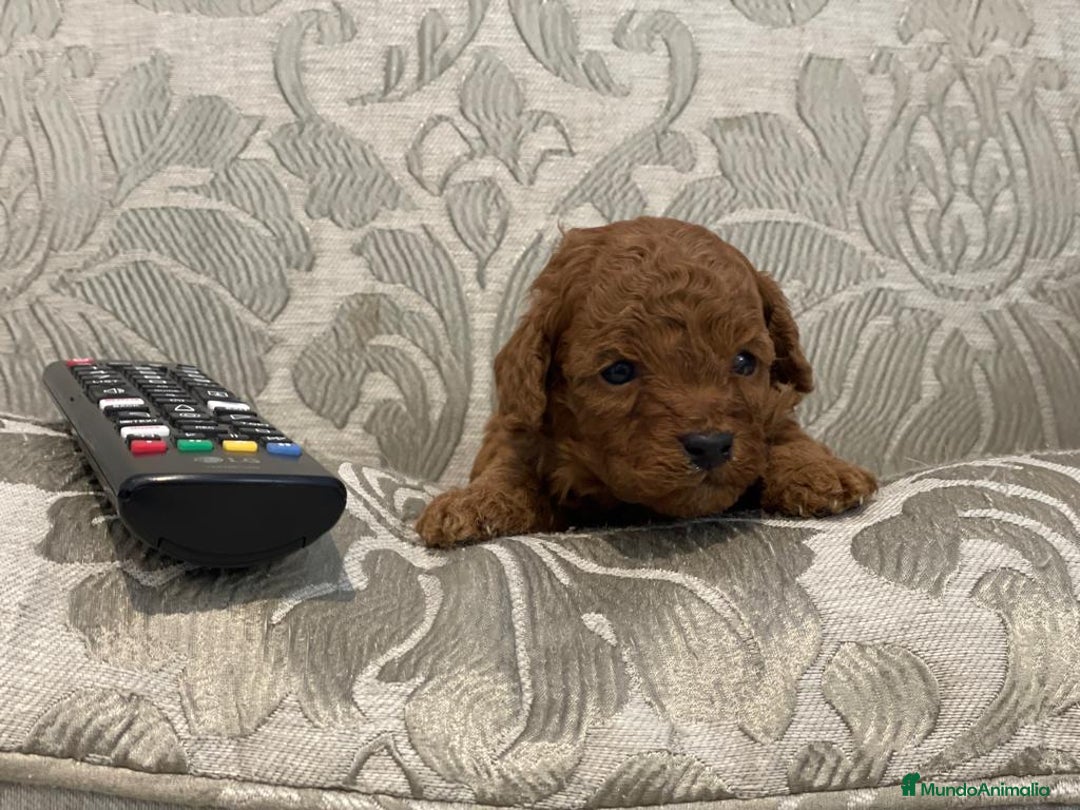 Caniche Toy perros en venta: caniche toy rojo - Anuncio 2