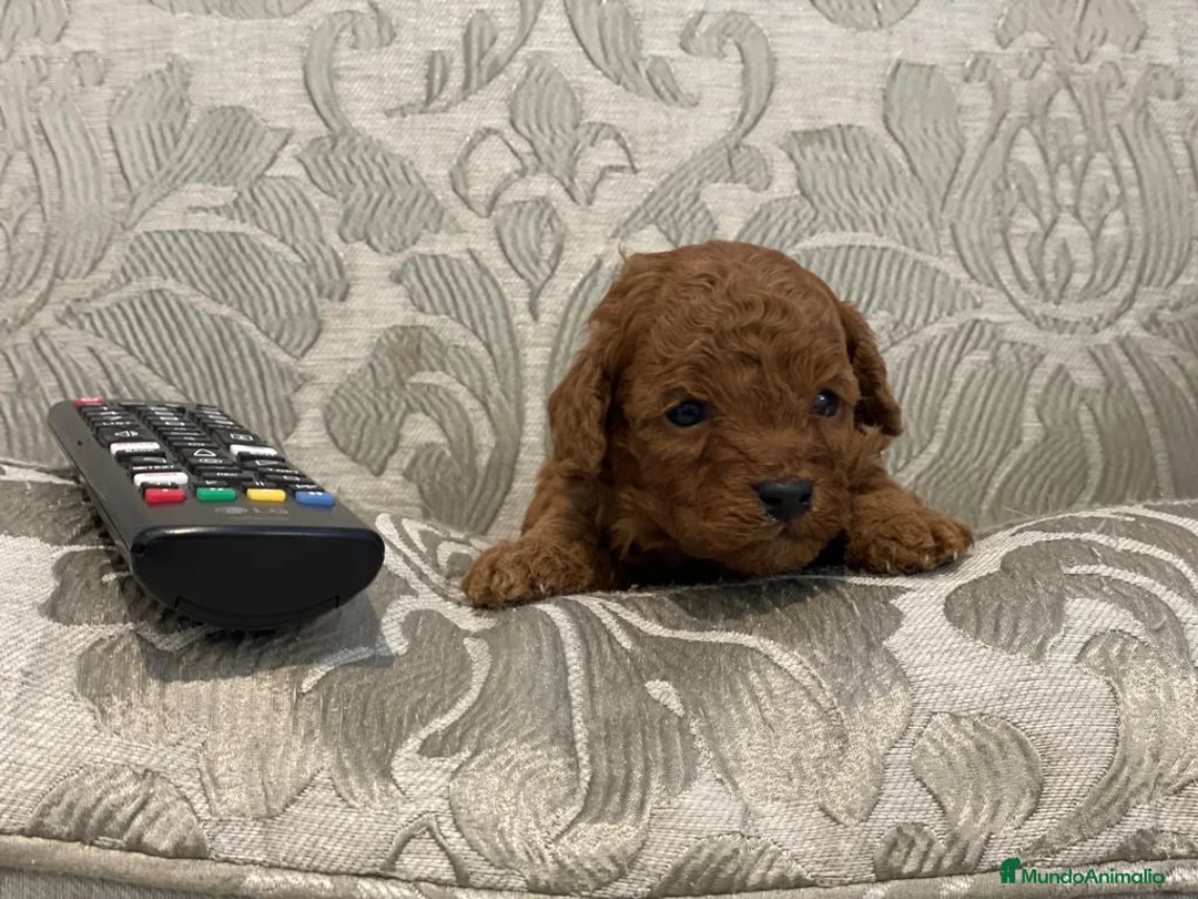 Caniche Toy perros en venta: caniche toy rojo - Anuncio 2