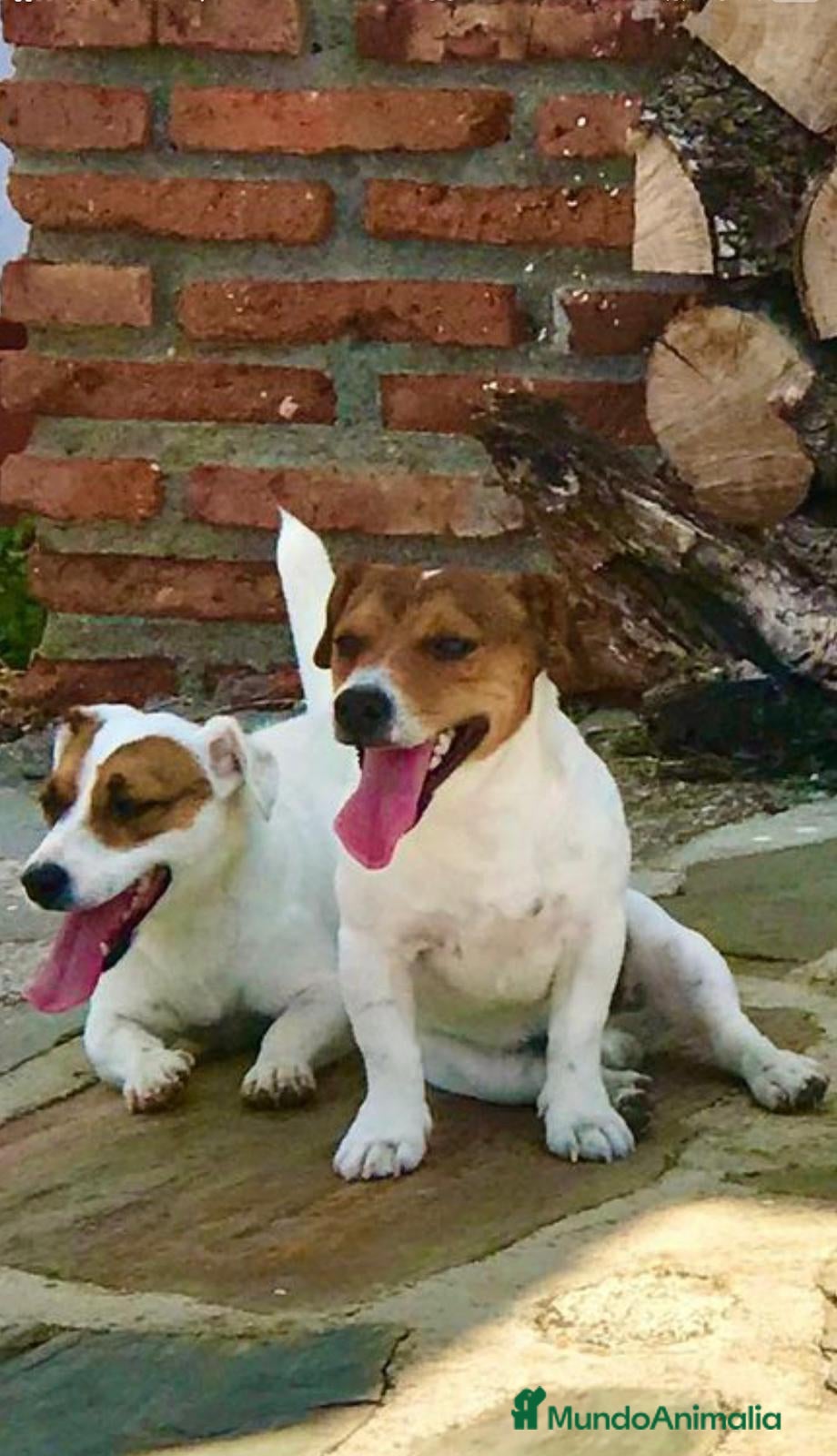 Jack Russell Terrier perros Jack Russell mini  - Anuncio 2