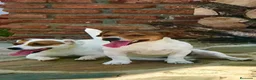 Jack Russell Terrier perros en venta: Jack Russell mini  - Anuncio 2