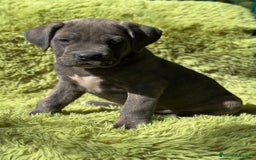 Cane Corso perros en venta: IMPRESIONANTE CAMADA DE CABE CORSO! - Imagen 6