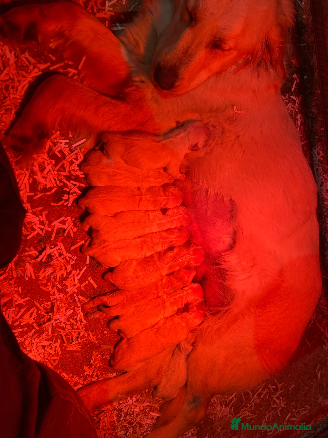 Golden Retriever perros en venta: Golden retroceder ¡¡PRECIO REAL!! en Salamanca - Anuncio 2