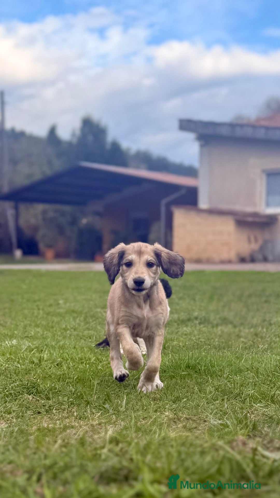 Saluki perros en venta: Camada de Salukis  - Imagen 35