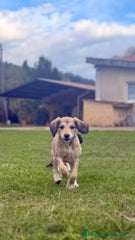 Saluki Cachorro 5