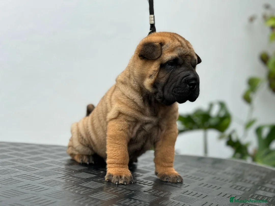 Shar Pei perros en venta: LOS BEBES SHAR PEI MAS BONITOS en Málaga - Anuncio 5