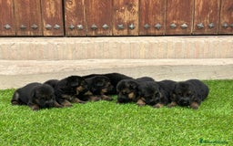 Pastor Alemán perros en venta: Pastor Alemán con pedigree  - Imagen 2