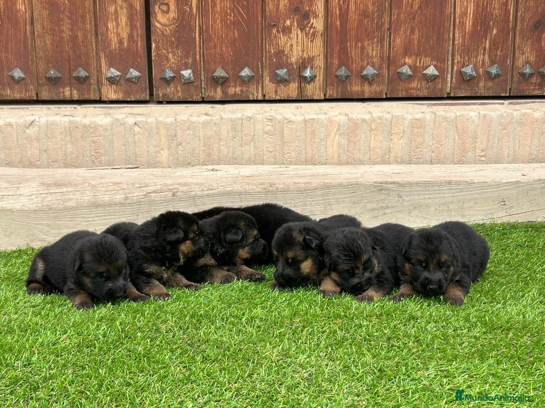 Pastor Alemán perros en venta: Pastor Alemán con pedigree  - Imagen 2