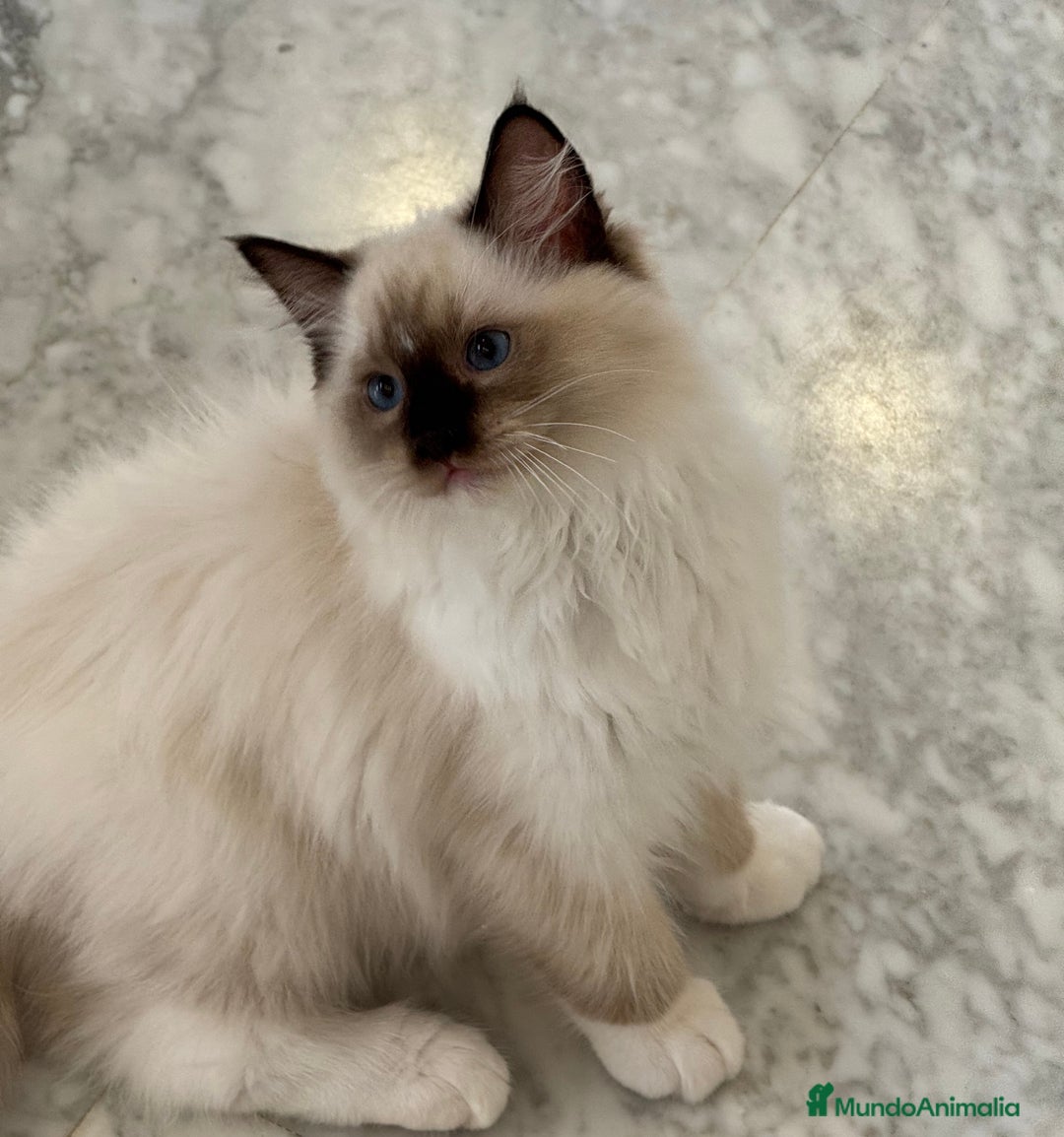 Ragdoll gatos en venta: Camada Ragdoll - Imagen 25