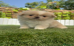 Pekinés perros en venta: PEKINES "3 PRECIOSAS HEMBRAS DISPONIBLES" - Imagen 15