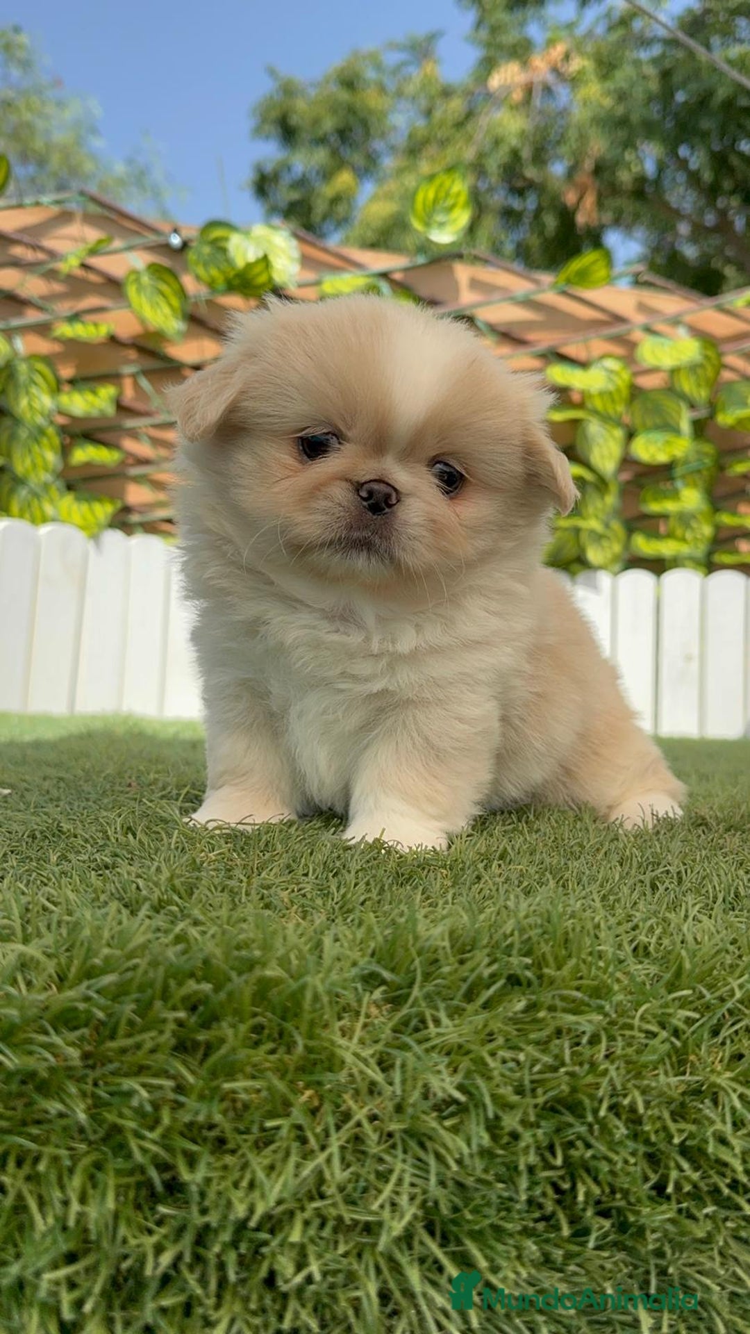 Pekinés perros en venta: PEKINES "3 PRECIOSAS HEMBRAS DISPONIBLES" - Imagen 15