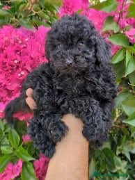 Caniche Toy perros caniche toy negros otros rojos  - Anuncio 3