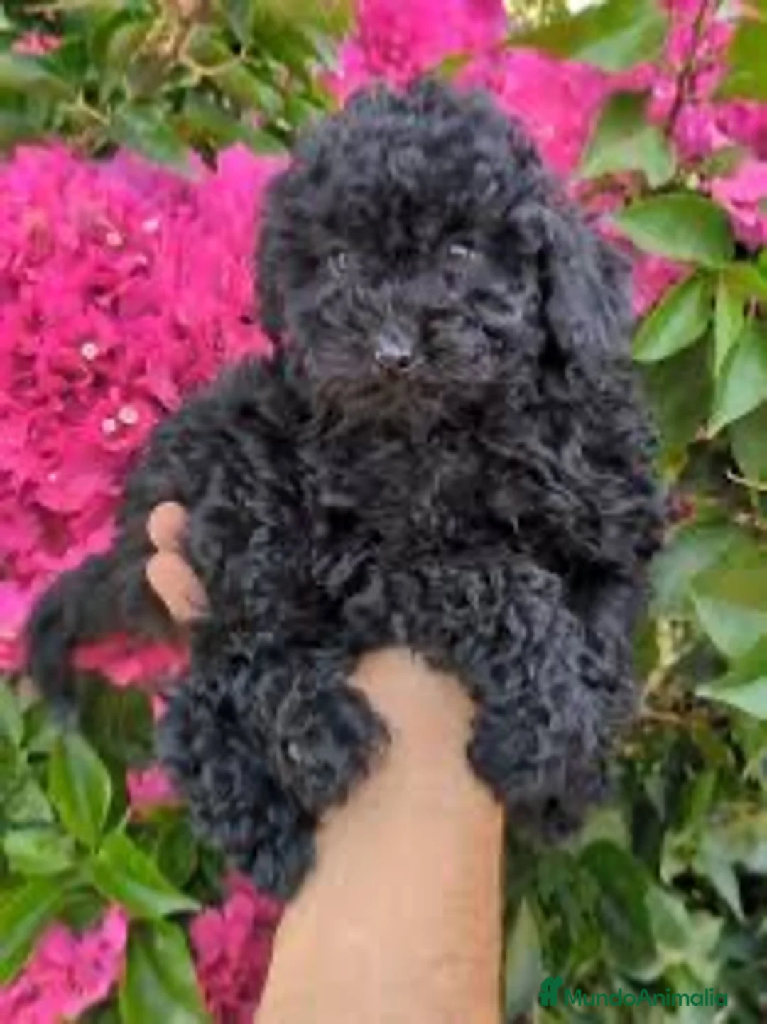 Caniche Toy perros en venta: caniche toy negros otros rojos  en La Coruña - Anuncio 1
