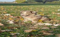 Border Collie perros en venta: Border collier  - Anuncio 12