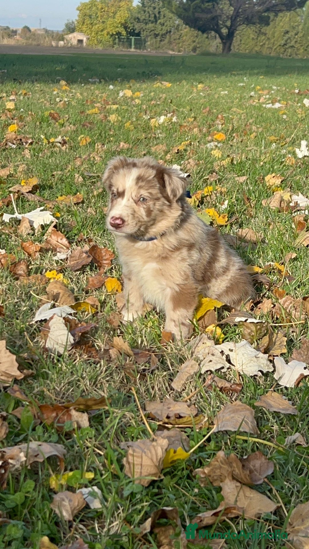 Border Collie perros en venta: Border collier  - Anuncio 12
