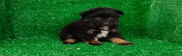 Pomerania perros en venta: Pomerania  - Anuncio 5