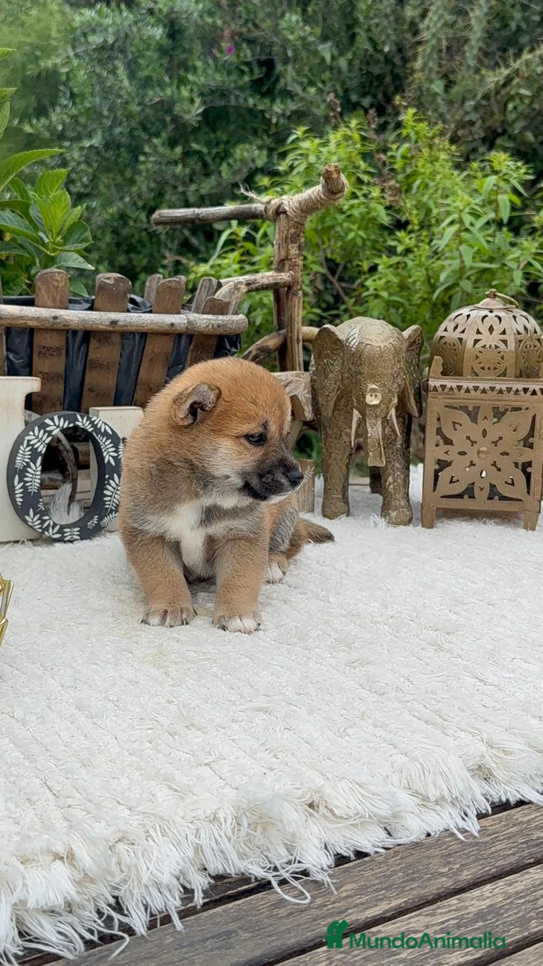 Shiba Inu perros en venta: Shiba Inu preciosos rojos super listos y fieles  - Anuncio 2