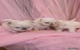 Bichón Maltés perros en venta: Bichón maltes coreano Macho y Hembra  - Imagen 12