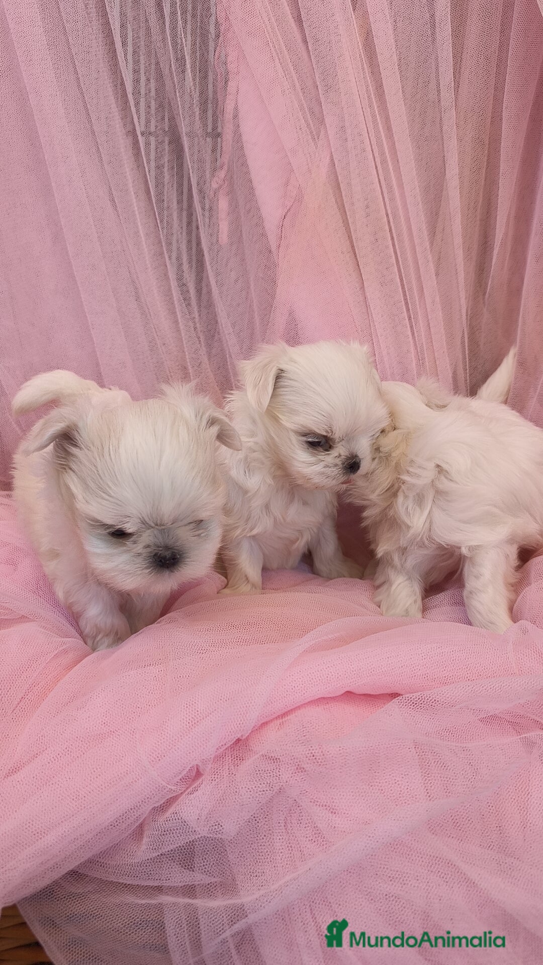 Bichón Maltés perros en venta: Bichón maltes coreano Macho y Hembra  - Imagen 12