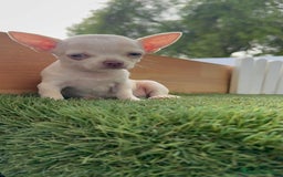 Chihuahua perros en venta: CHIHUAHUA HEMBRA BLANCA - Imagen 4