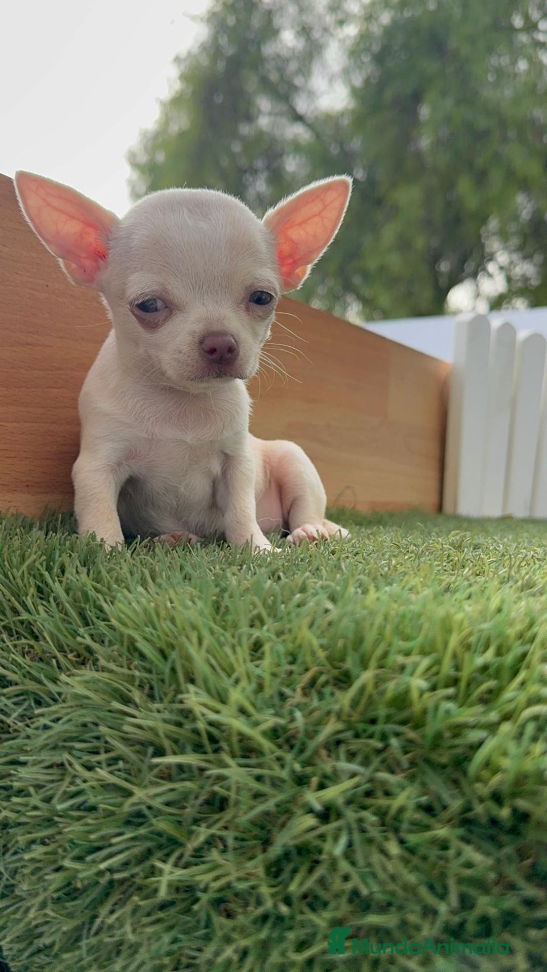 Chihuahua perros en venta: CHIHUAHUA HEMBRA BLANCA - Imagen 4